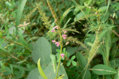 Desmodium dichotomum